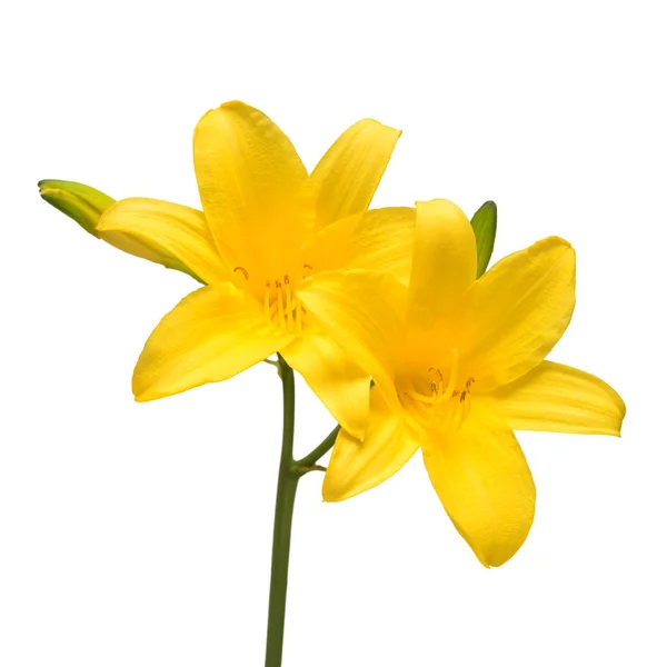 Flores de buquê dia amarelo lírio bonito delicado isolado em w — Fotografia de Stock