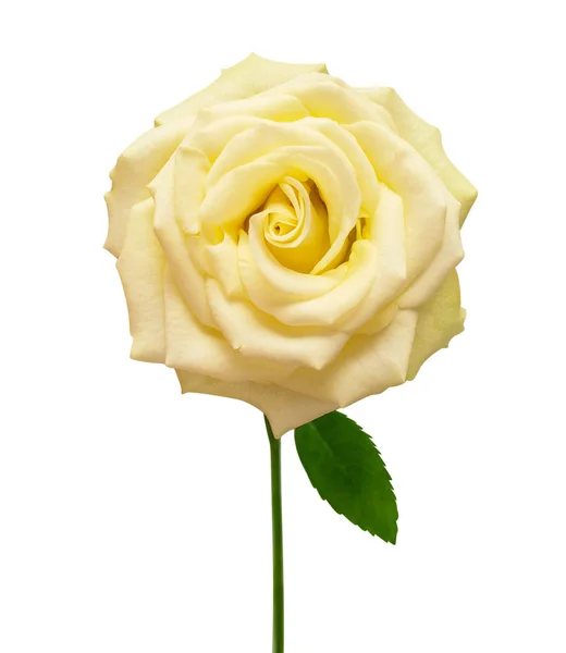 Fleur rose jaune isolée sur fond blanc. Carte de mariage, b — Photo