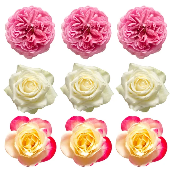Colección flores rosas aisladas sobre un fondo blanco. Piso la — Foto de Stock