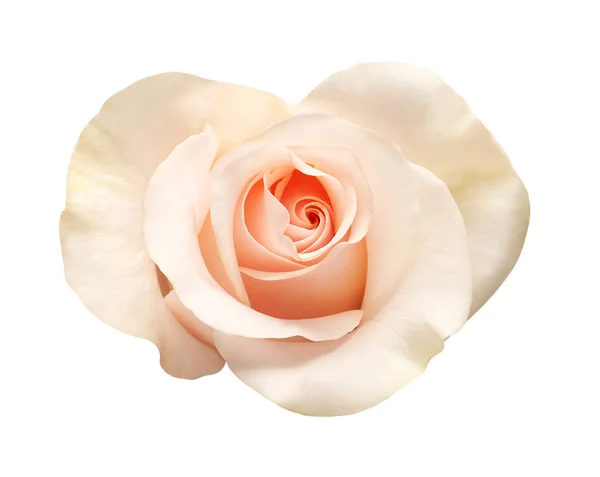 Coeur rose fleur isolée sur fond blanc. Carte de mariage, frère — Photo