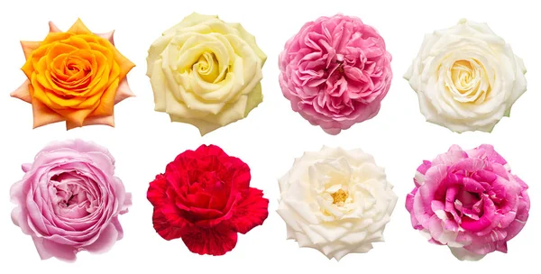 Kollektion mångfärgade blommor huvud rosor isolerade på en vit b — Stockfoto