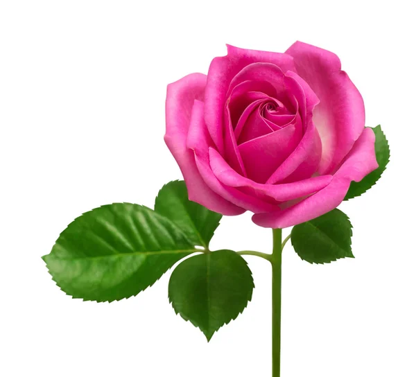 Rosa rosa fiore isolato su sfondo bianco. Biglietto nuziale, bri — Foto Stock