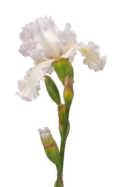 Flor da íris isolada sobre fundo branco. Páscoa. Verão. Primavera — Fotografia de Stock