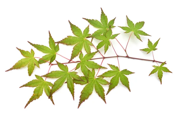 Zöld juhar levél Acer palmatum Katsura izolált fehér backgro — Stock Fotó