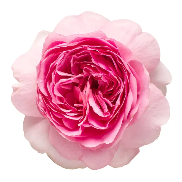 Розовая английская роза Дэвида Остина на белом фоне . — стоковое фото