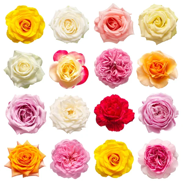 Collectie veelkleurige bloemen hoofd rozen geïsoleerd op een witte b — Stockfoto
