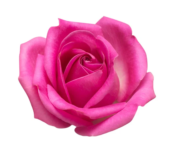 Rosa Rose Blume isoliert auf weißem Hintergrund. Hochzeitskarte, bri — Stockfoto