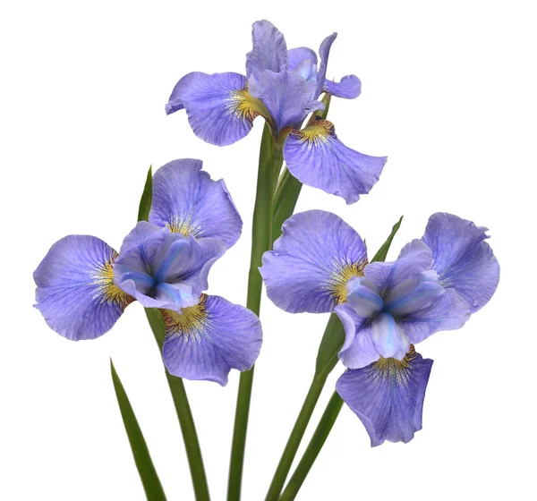 Ramo de flores de iris azul aislado sobre fondo blanco. Verano . — Foto de Stock