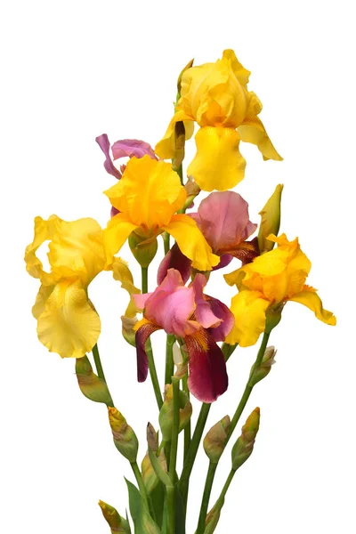 Ramo de flores de iris multicolor aislado sobre fondo blanco . — Foto de Stock
