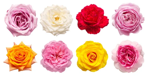 Colección flores multicolores cabeza rosas aisladas en un blanco b — Foto de Stock