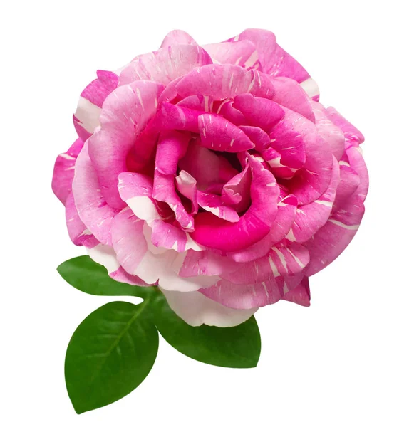 Rosa Rose Blume isoliert auf weißem Hintergrund. Hochzeitskarte, bri — Stockfoto