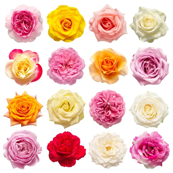 Collectie veelkleurige bloemen hoofd rozen geïsoleerd op een witte b — Stockfoto