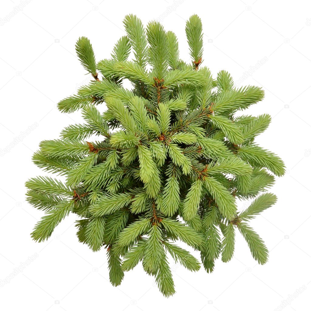 Spruce picea pungens glauca globosa isolated on white background