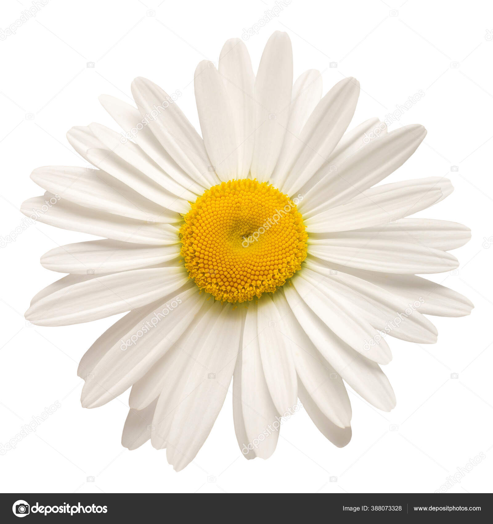 Une Fleur Marguerite Blanche Isolée Sur Fond Blanc Couché Plat — Photo de  stock par ©FlowerStudio - 388073328, image size:1600x1700