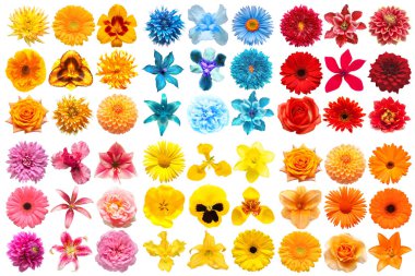 Turuncu, sarı, pembe, mavi ve kırmızı renkli çeşitli baş çiçeklerinden oluşan büyük bir koleksiyon beyaz arka planda izole edilmiş. Mükemmel bir rötuşlama, fotoğrafın tam derinliği. Üst manzara, düz uzanma