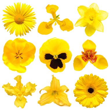 Güzel sarı papatya çiçekleri, narsis, iris, nonoşlar, gerbera, tigridia, zambak, lale beyaz arka planda izole edilmiş. Çiçeklerin narin kompozisyonu çok güzel. Düz yatış, üst görünüm