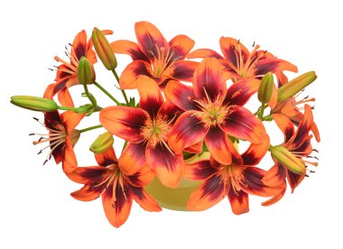 Beyaz arka planda izole edilmiş vazoda zambak kaplanı renginde bir buket