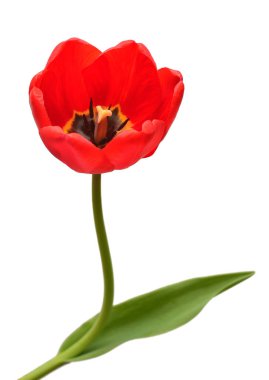 Beyaz arka planda kırmızı lale çiçeği izole edilmiş. Hayat, düğün. Düz yatış, üst görünüm 