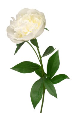 Beyaz arka planda yalıtılmış şakayık çiçeği. Çiçek deseni, nesne. Düz yatış, üst görünüm