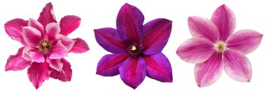 Beyaz arka planda izole edilmiş klematis çiçeği kafası koleksiyonu. Mükemmel bir rötuşlama, fotoğrafın tam derinliği. Çiçek deseni, nesne. Düz yatış, üst görünüm