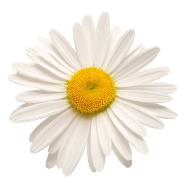 One white daisy flower isolated on white background. Flat lay, top view. Floral pattern, object clipart