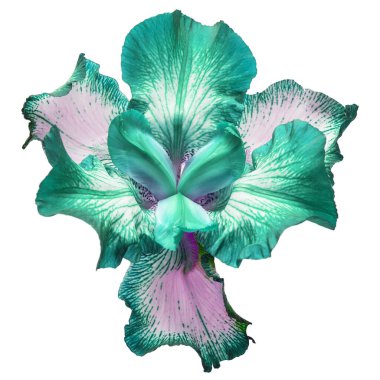 Mavi çiçekler beyaz arkaplanda izole edilmiş.