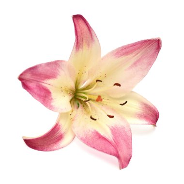 Beyaz arka plan üzerinde izole makro güzel narin pembe lily. Düğün, gelin. Moda yaratıcı çiçek kompozisyon. Yaz, Bahar. Düz yatıyordu, en iyi görünüm. Seviyorum. Sevgililer günü