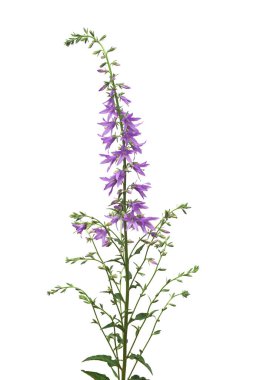 Campanula rapunculoides Campbell mavi çiçeği beyaz arkaplanda izole edilmiş.