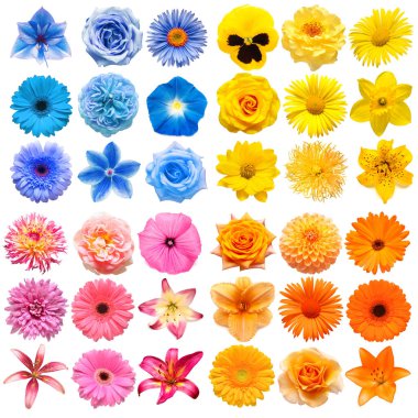 Beyaz arka planda sarı, pembe, mavi ve turuncu renkte büyük bir çiçek koleksiyonu var. Mükemmel bir rötuşlama, fotoğrafın tam derinliği. Üst manzara, düz uzanma