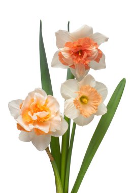 Beyaz arka planda izole edilmiş bir buket beyaz turuncu nergis çiçeği. Düz yatış, üst görünüm 