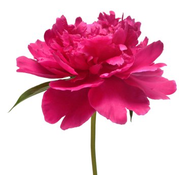 Pembe şakayık çiçek beyaz arka plan izole. Çiçek deseni, nesne. Düz döşeme, üst görünüm