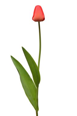 Beyaz arka planda kırmızı lale çiçeği izole edilmiş. Hayat, düğün. Düz yatış, üst görünüm 