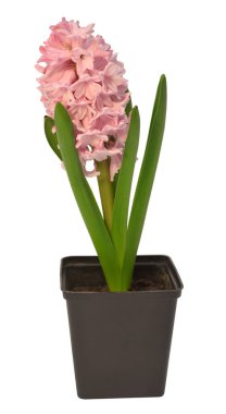 İlk bahar pembe sümbül çiçeği beyaz arka planda izole bir tencerede. Paskalya tatili. Bahçe dekorasyonu, peyzaj. Çiçek aranjmanı. Düz yatış, üst görünüm