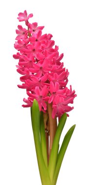 Pembe sümbül çiçeği kafası beyaz arka planda izole edilmiş. Bahar geldi. Paskalya tatili. Bahçe dekorasyonu, peyzaj. Çiçek aranjmanı. Düz yatış, üst görünüm 