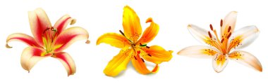 Çiçekler beyaz arka planda izole edilmiş çok renkli zambakları toplarlar. Stamen ve Pistil. Merhaba bahar. Düz yerde, üst tarafta. Nesne, stüdyo, çiçek deseni