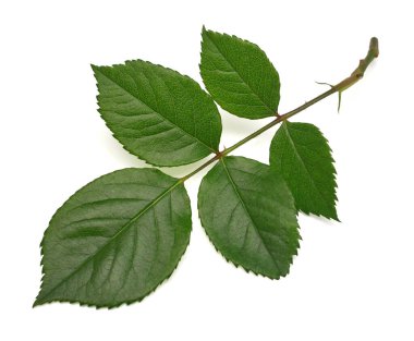 Beyaz arka plan üzerinde izole yaprak ile bir gül Dalı. Düz döşeme, üst görünüm