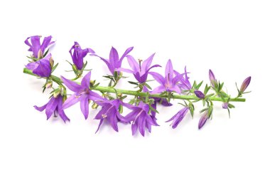 Campanula rapunculoides Campbell mavi çiçeği beyaz arkaplanda izole edilmiş.