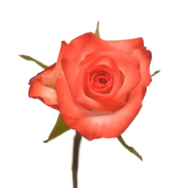 Flor Rosa Vermelha Isolada Fundo Branco Cartão Casamento Noiva Saudações — Fotografia de Stock