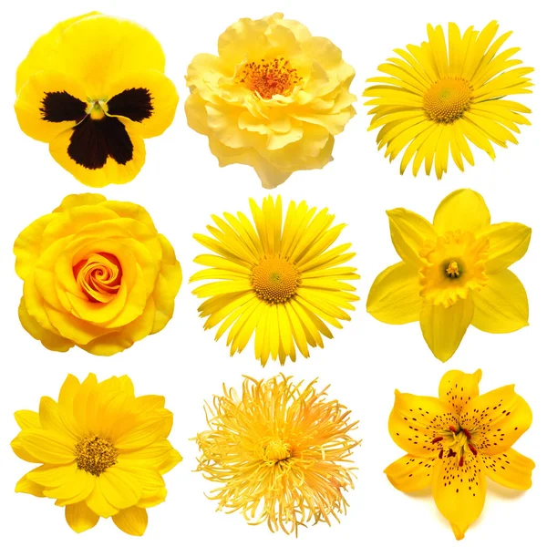 Sammlung Schöner Kopf Gelben Blüten Von Dahlie Taglilie Rose Gänseblümchen — Stockfoto