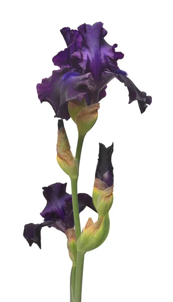 Фиолетовый Цветок Радужки Выделен Белом Фоне Цветок Весна Лето Концепция — стоковое фото