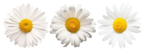 Kolekcja Biały Stokrotka Głowa Kwiat Izolowany Białym Tle Rumianek Medyczny — Zdjęcie stockowe