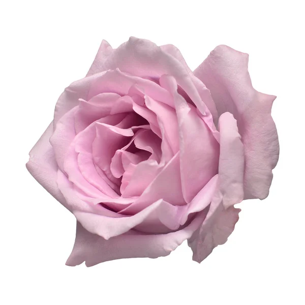 Elegante Lila Rose Vereinzelt Auf Weißem Hintergrund Schöne Kopfblume Frühling — Stockfoto