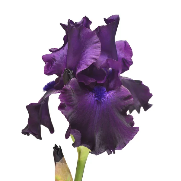 Lila Iris Blomma Isolerad Vit Bakgrund Blomma Vår Sommar Naturbegrepp — Stockfoto