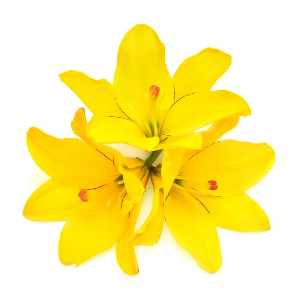 Vacker Tre Lilja Blomma Gul Isolerad Vit Bakgrund — Stockfoto