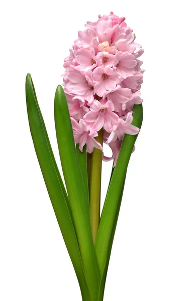 Рожева Голова Квітки Гіацинта Ізольована Білому Тлі Весняний Час Великодні — стокове фото