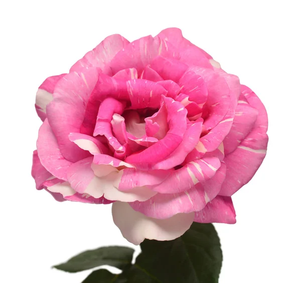 Розовая Роза Белом Фоне Красивый Цветок Весна Лето Оформление Сада — стоковое фото