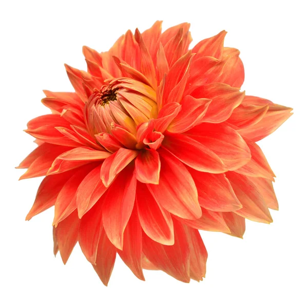 Elegant Dahlia Isolated White Background Beautiful Head Flower Spring Time — 스톡 사진