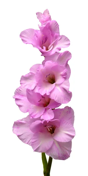Zweig Einer Lila Gladiolenblüte Isoliert Auf Weißem Hintergrund Flache Lage — Stockfoto