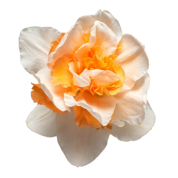 Белооранжево Оранжевая Голова Нарцисс Цветок Изолирован Белом Фоне Весной Пасхальные — стоковое фото