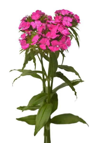 Delicato Bouquet Garofano Rosa Isolato Sfondo Bianco Bella Composizione Floreale — Foto Stock